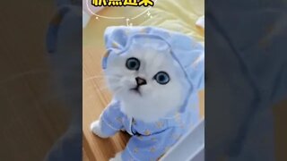 Super cute cat #shorts #animals #funny #ytshorts #cats #dogs #pets