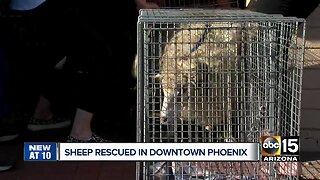 Sheep rescued after being found near 7th Street and Glendale Avenue
