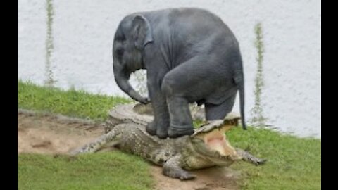 Amazing Elephant VS Crocodile !