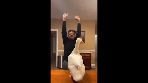 Duck Has The Moves Amazing OMG!!!!