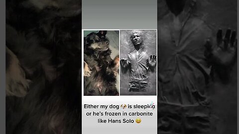 My Dog is frozen in Carbonite! #hwmb #michaelbotticelli #teacher #history #starwars #hansolo #dog