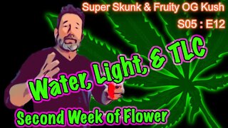 S05 E12 Super Skunk / Fruity OG Kush Organic Cannabis Grow – Week 2 of Flower & How to Kill Gnats