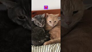 Cute cats