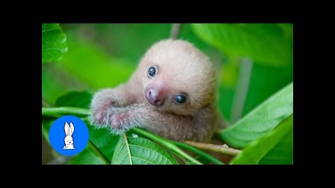# Baby Sloths Being Sloths - FUNNIEST Compilation