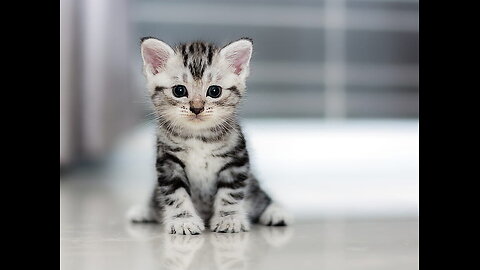 Cute caty