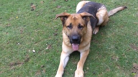 German Shepherd playing with owner