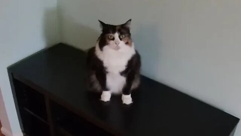 A Chonky Gal - Tortie Cat Posing