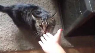 Angry cat smells owner's betrayal