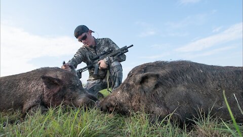 Hunting HUGE Hogs on Farm Land