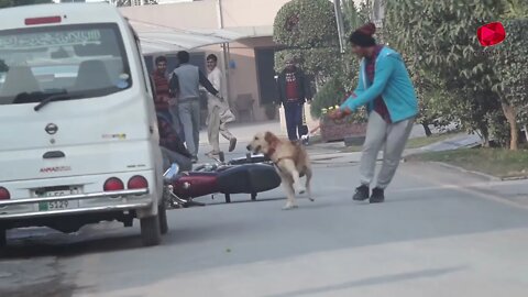 PARKISTANI REAL DOG BARK PRANK