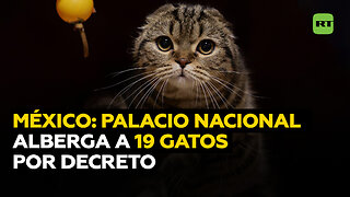 19 gatos consiguen por decreto un hogar en el Palacio Nacional de México
