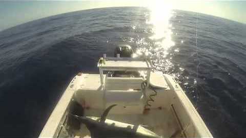 Black marlin jumps in boat