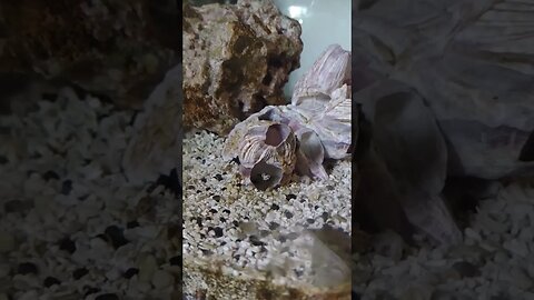 Saltwater Dalmatian Mollies #aquarium #saltwater #barnacles