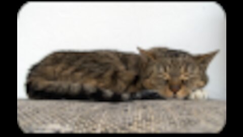 Sleeping Cats 412