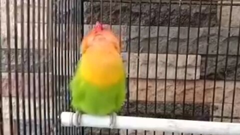 lovebird squeaking