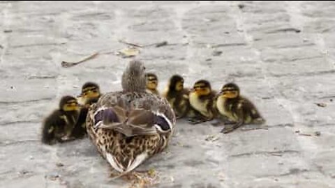 Família de patos causa acidente em estrada na Rússia