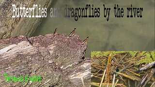 Butterflies and dragonflies on tree stumps in a river / beautiful insects by the water.