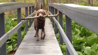 A Dog Figures Out How To Get His Stick Across A Bridge
