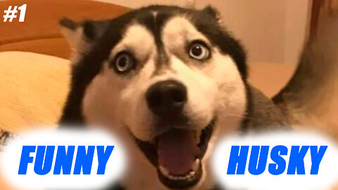 Funny Siberian Husky