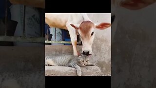 የእንስሳት ፍቅር 2 - Love of animals 2 #Shorts