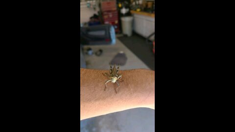 My little grasshopper friend