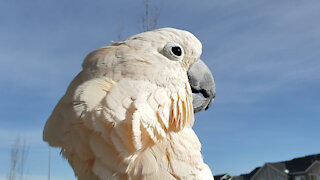 Cockatoo Clucking for Joy in the Sunshine