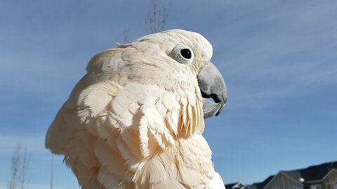 Cockatoo Clucking for Joy in the Sunshine