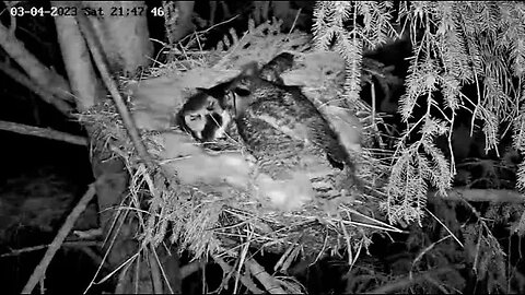 Albert makes Another Delivery 🦉 03/04/23 21:47
