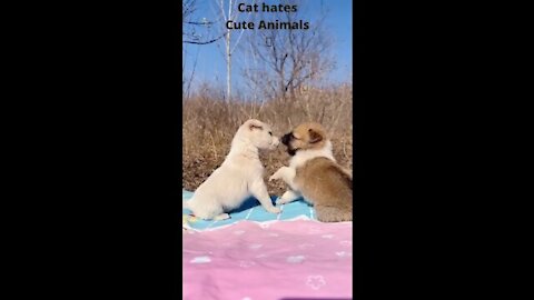 Sweet fawn meets dogFunny Cat and Dog Videos Funny Animal Videos #shorts