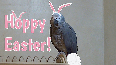 Einstein The Talking Parrot Imitates The Easter Bunny For Easter