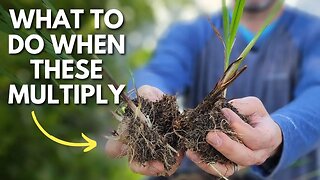 Planting, Dividing, and Transplanting Crocosmia Bulbs ✨