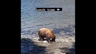 Lunch time for California black bear