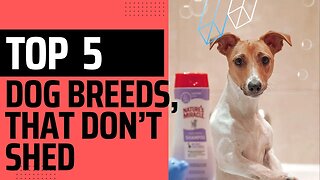 Top 5 Dog breeds, that Don’t Shed.