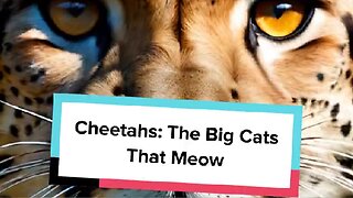 Cheetahs: The Big Cats That Meow