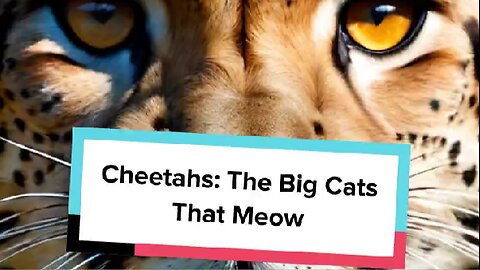 Cheetahs: The Big Cats That Meow