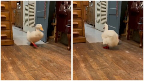 Duck is learning to run fast