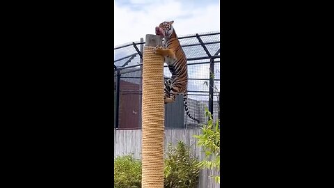 Tiger The royal Bengal Jump😲😲