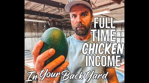 Can you make money breeding chickens? Tour Of Backyard Family Hatchery!/ Full Time Chicken Income!
