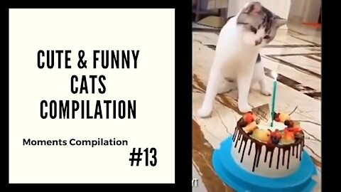 Cute and Funny Cats #13 - Moments Compilation