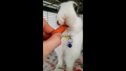 Rabbit Eating A Carrot