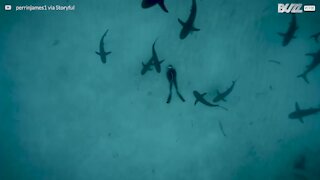 Un plongeur fait la sieste parmi les requins sur le fond marin