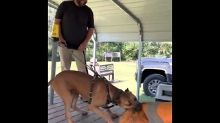 ASC’s Cowboy training w/ Texas K9 Solutions