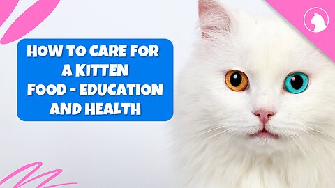 Kitten 101: Your Ultimate Guide to Kitten Care #cat #cats #catcare