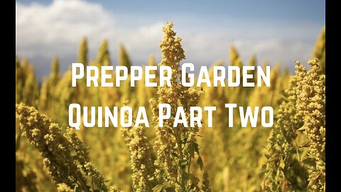 Prepper Garden: Grow Quinoa Part Two