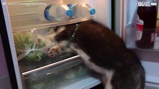 Husky accaldato tenta di infilarsi nel frigorifero