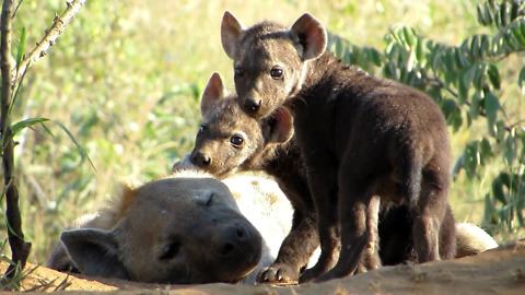Adorable Hyena cub is amused by mommy’s ear
