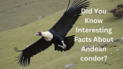 Did You Know Interesting Facts About the Andean condor?