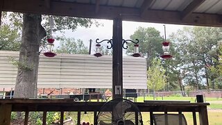 Hummingbirds getting fattened up for migration