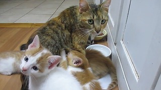 Hungry kittens refuse to give mother a break