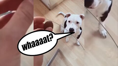 #shorts Funny dog😻😻 videos, Funniest animals🐈🐈 |Funny creatures 'life